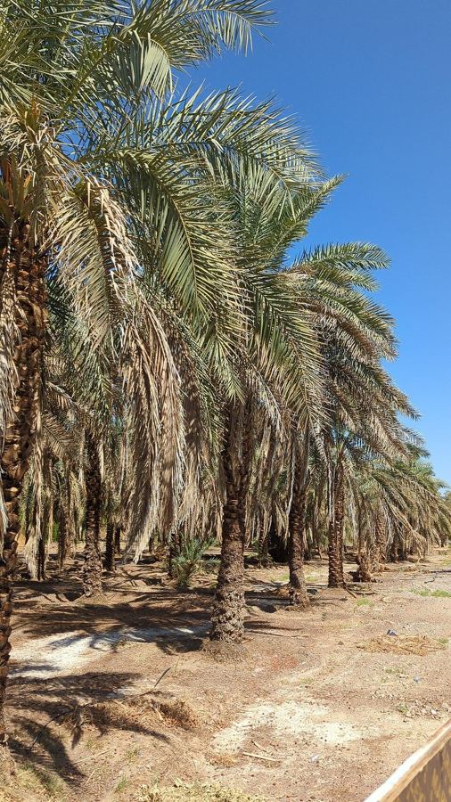 Madinah Date Farms