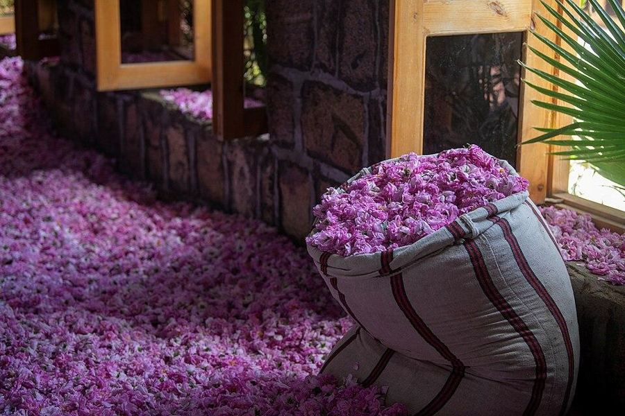 Taif Rose Gardens